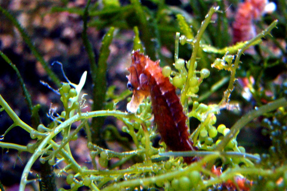 Hippocampus, Seahorse, Konik Morski