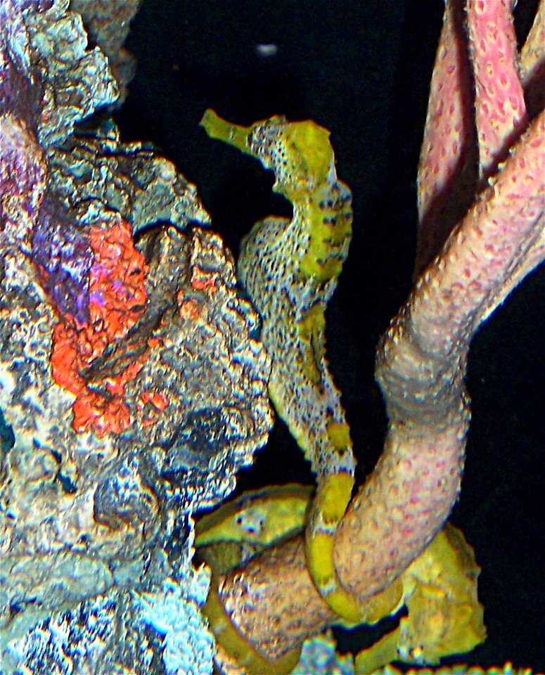 A longsnout seahorse at the National Aquarium in Washington DC photo