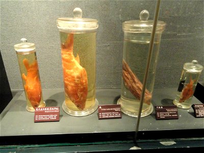Preserved specimens in the Kunming Natural History Museum of Zoology (昆明动物博物馆), Kunming, Yunnan, China.