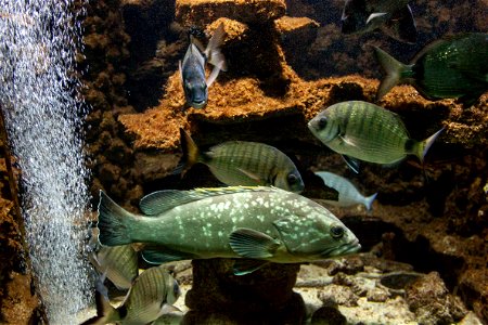 Sciaena umbra and other fishes in Rhodes Aquarium