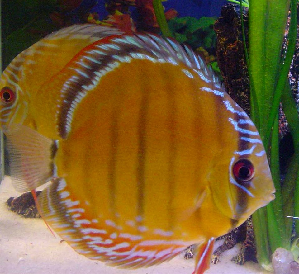 S. Aequifasciata Axelrodi