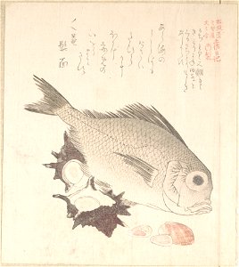 Tai Fish and Top-Shells photo