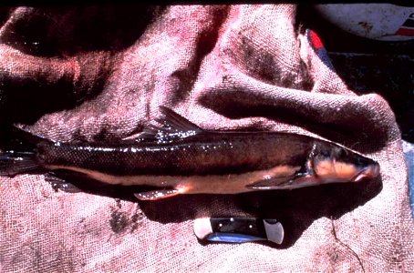 Image title: Longnose sucker river freshwater fish Image from Public domain images website, http://www.public-domain-image.com/full-image/fauna-animals-public-domain-images-pictures/fishes-public-doma photo