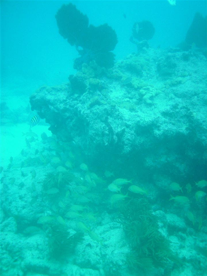 A school of grunts and some soft corals at 9-foot Stake (reef). June 30, 2010. photo