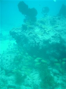 A school of grunts and some soft corals at 9-foot Stake (reef). June 30, 2010. photo