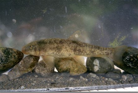 Image title: The Santa Ana sucker is a threatened fish species Image from Public domain images website, http://www.public-domain-image.com/full-image/fauna-animals-public-domain-images-pictures/fishes photo