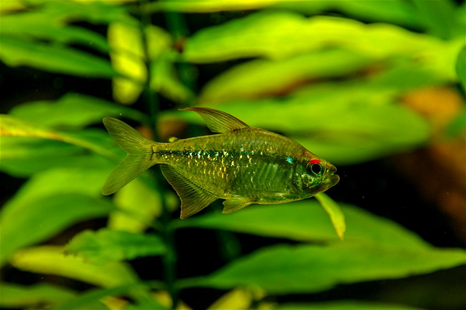 Moenkhausia pittieri