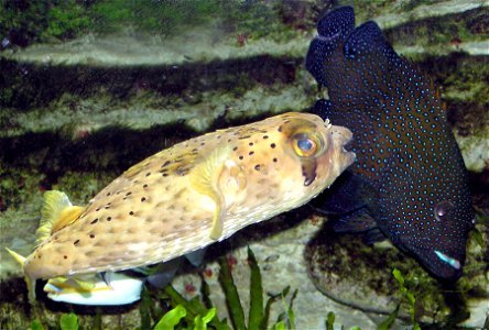 Porcupine pufferfish (Diodon holocanthus) at Bristol Zoo, Bristol, England. On the right is a Blue-spotted grouper (Cephalopholis argus) and (partially hidden on left) a Picasso triggerfish. photo