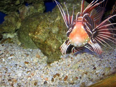 A Clearfin lionfish at the OKC Zoo. photo