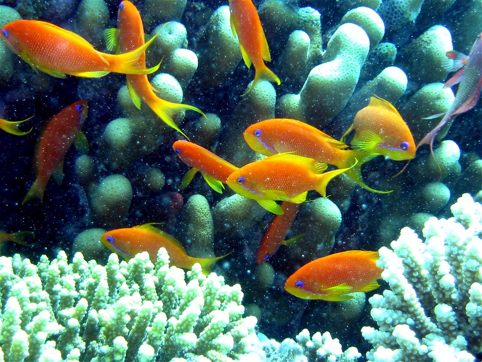 alan slater 2003 dahab red sea