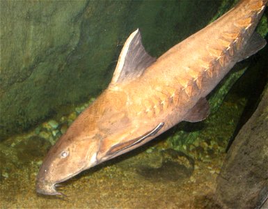 Dolphin Catfish (Pseudodoras niger or Oxydoras niger) also known as Black sawtooth catfish at the Louisville Zoo photo