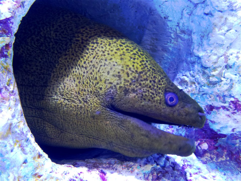 Moray eel in COEX Aquarium