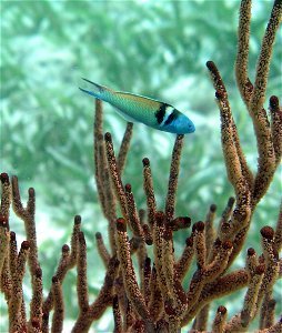 Bluehead Wrasse, Belize Barrier Reef photo