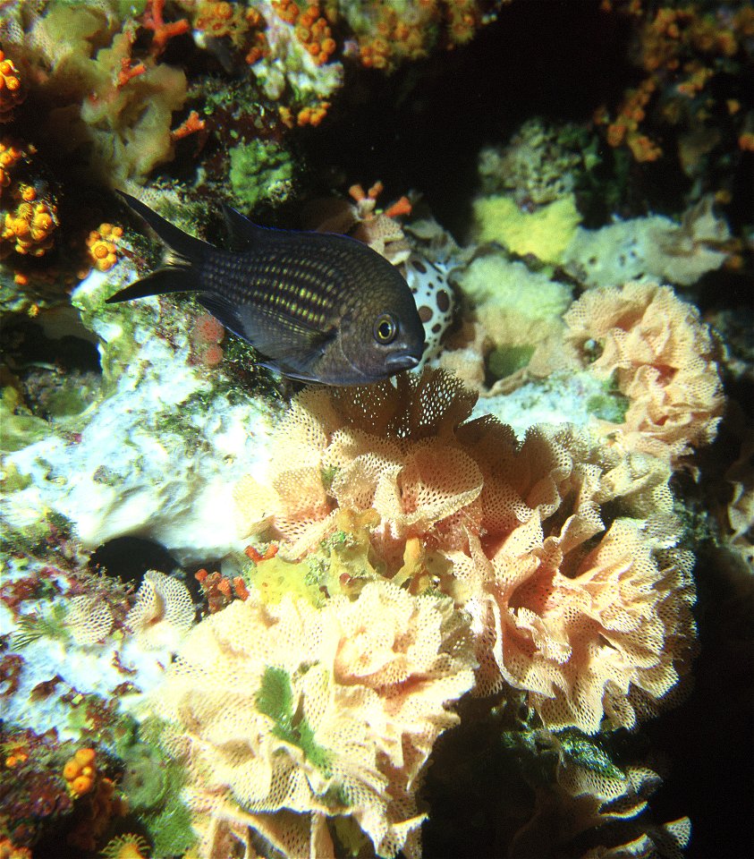 Mosdiertje (Sertella beaniana)