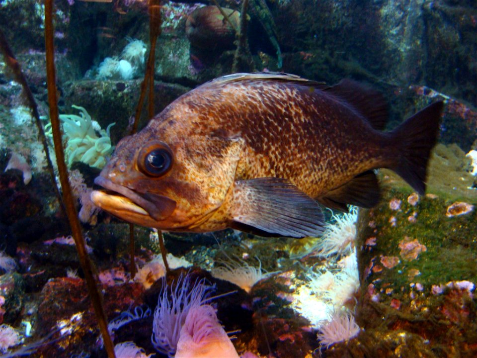 Quillback Rockfish at the Alaska Sealife Center, Seward, AK photo