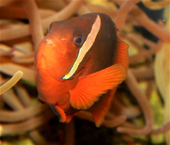 Different types of fishes One of the thiry species of clownfish of the subfamily Amphiprioninae. photo