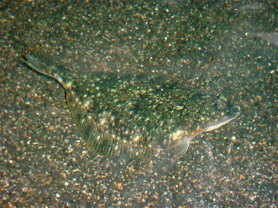 Starry Flounder photo
