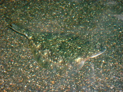 Starry Flounder