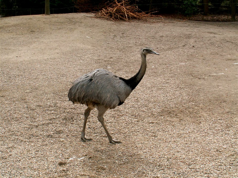 Rhea americana, Nandu, aufgenommen in Hagenbecks Tierpark, Hamburg, Deutschland.