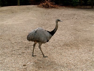Rhea americana, Nandu, aufgenommen in Hagenbecks Tierpark, Hamburg, Deutschland.