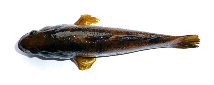 Chinese sleeper, Amur sleeper (Perccottus glenii) - freshwater fish of Odontobutidae family. Found in wild in Ukraine, near Vinnitsa (Vinnytsia) in 2009.
