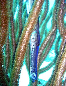 Trumpetfish photo