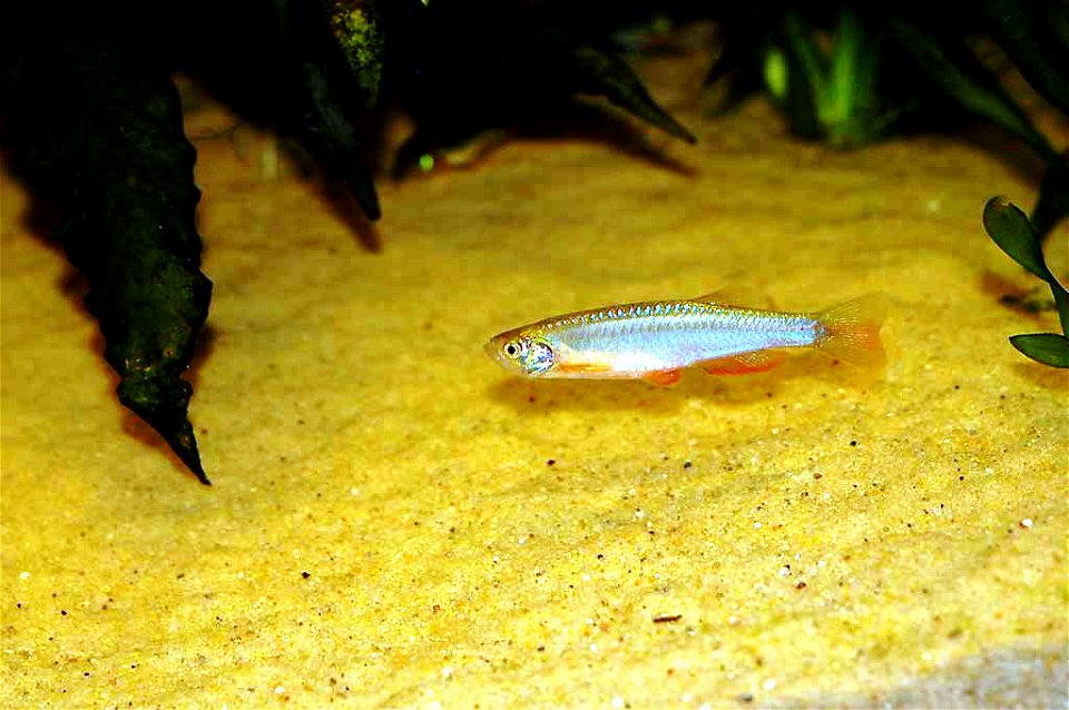 Pearl Danio, Danio albolineatus photo