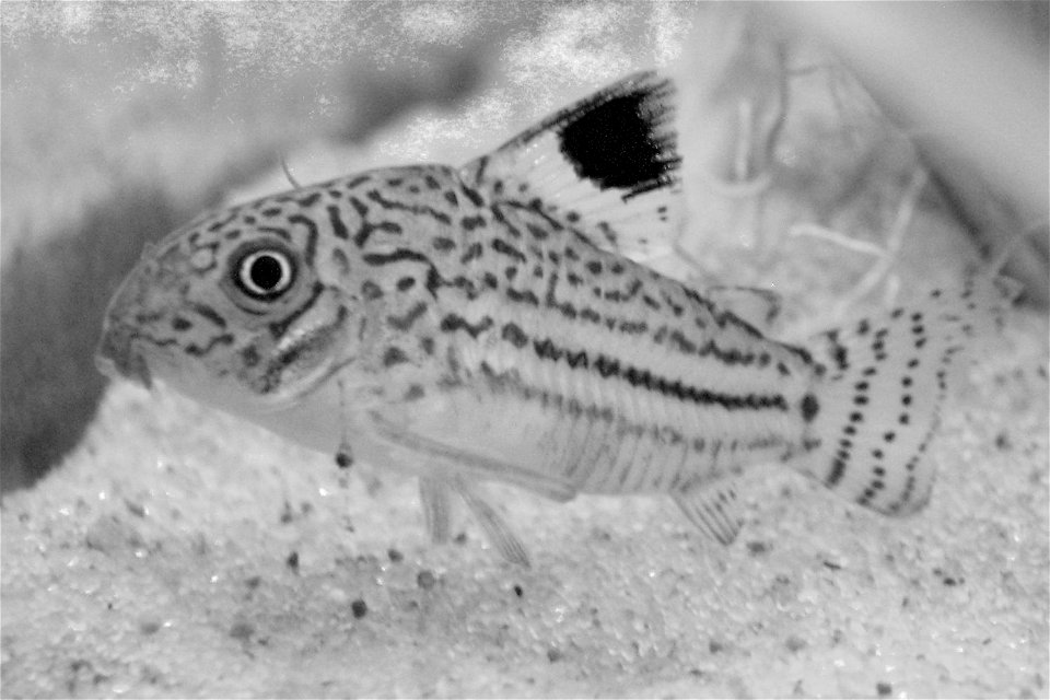Corydoras trilineatus