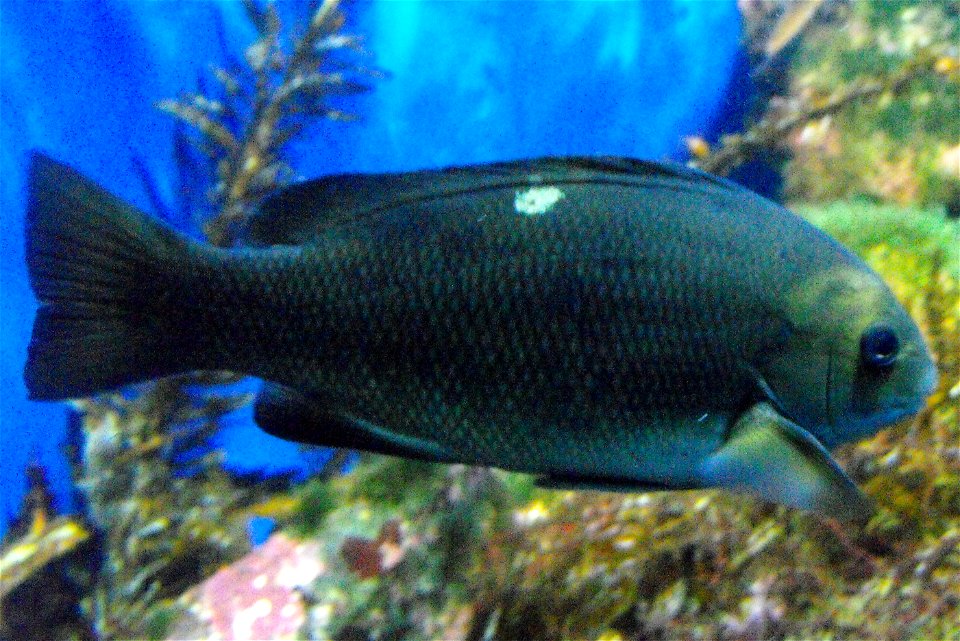 Girella nigricans at the Birch Aquarium in San Diego, California, USA.