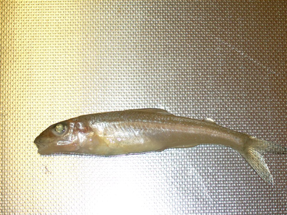 Trout-perch (Percopsis omiscomaycus), Goulais Bay, Lake Superior