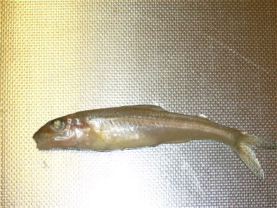 Trout-perch (Percopsis omiscomaycus), Goulais Bay, Lake Superior