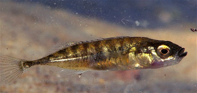 Ninespine stickleback (also called ten-spined stickleback, Pungitius pungitius), probably female. photo