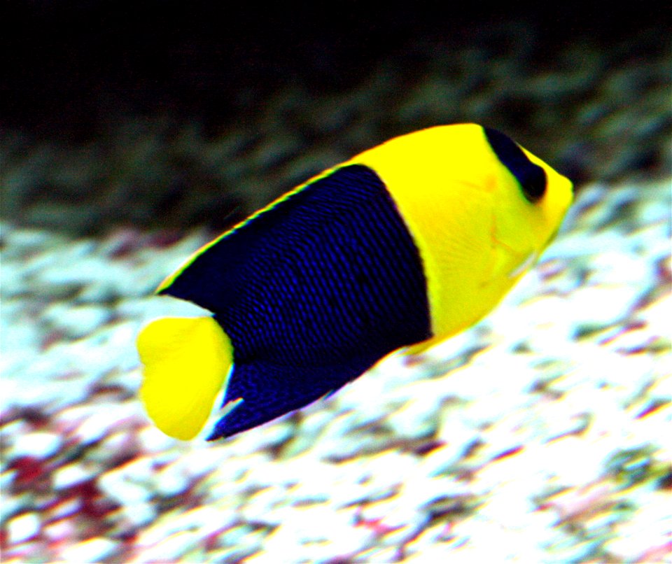 Fish Centropyge bicolor in Prague sea aquarium, Czech Republic