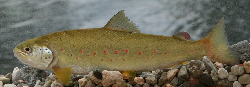 Softmouth trout (Salmo obtusirostris) from the River Vrljika, Croatia photo