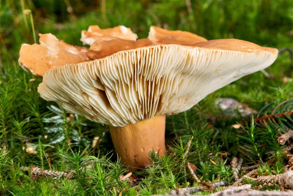 is an edible fungus of the genus Lactarius. The sporocarp of the specimen in the picture measures about 115 mm in height and 103 mm in diameter (at its cap). photo