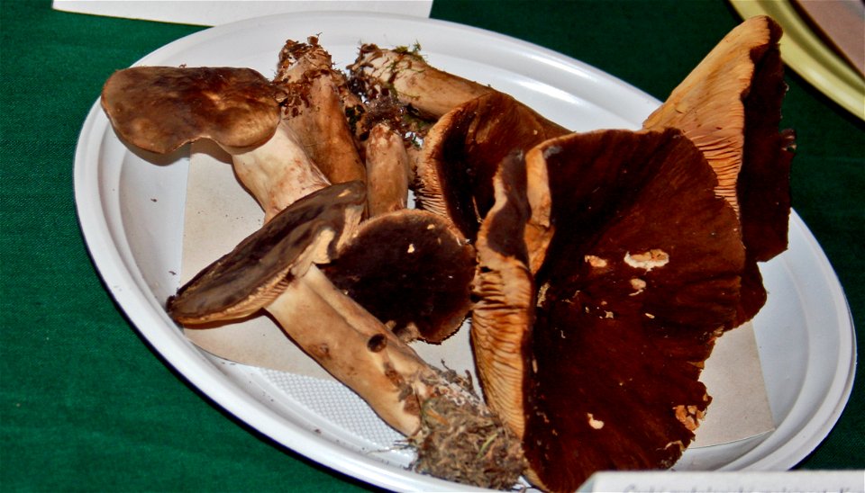 Lactarius picinus on Prague international mushroom exhibition 2008, Czech Republic photo