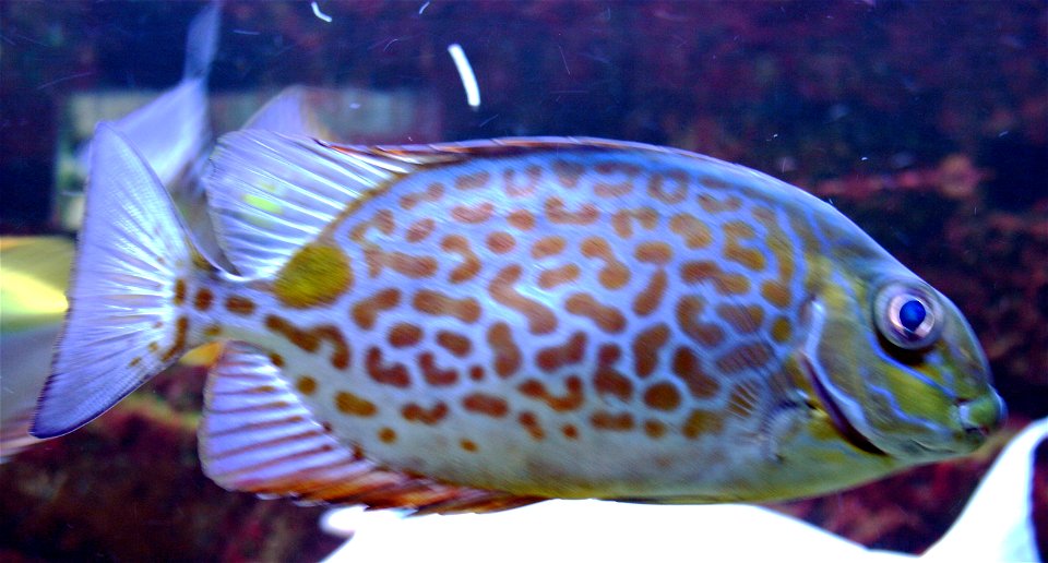 Fish Siganus guttatus, Siganus guttatus in Prague sea aquarium, Czech Republic photo