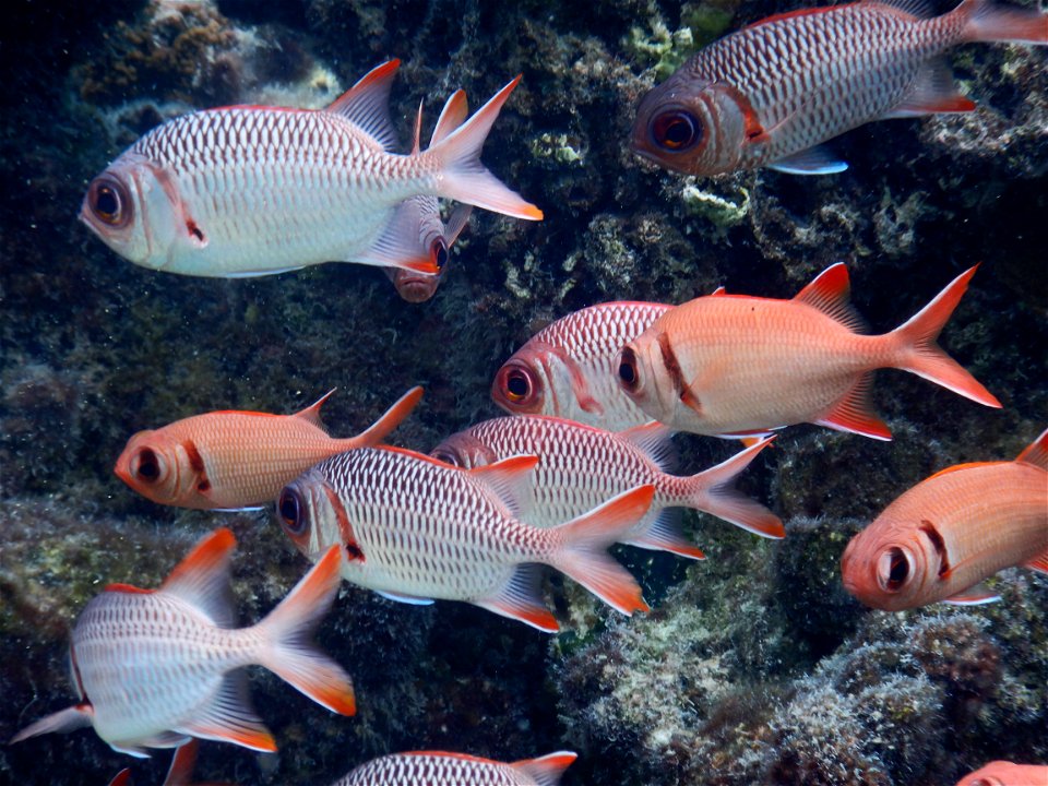 Myripristis berndti, French Polynesia