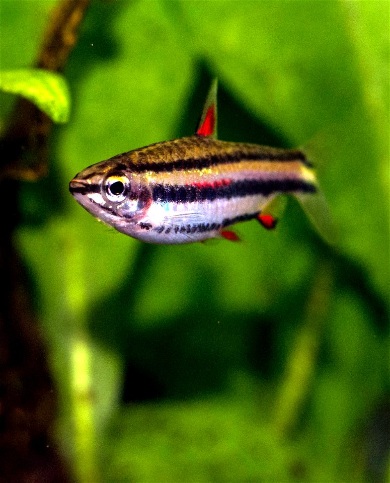Zwergziersalmler, Nannostomus marginatus, adultes Weibchen im Aquarium