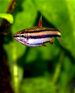 Zwergziersalmler, Nannostomus marginatus, adultes Weibchen im Aquarium