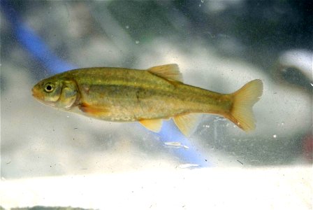 Image title: Gila orcutti arroyo chub fish Image from Public domain images website, http://www.public-domain-image.com/full-image/fauna-animals-public-domain-images-pictures/fishes-public-domain-image photo
