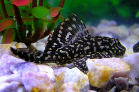 Pterygoplichthys joselimaianus; most commonly known as the "Golden Spot" Pleco photo