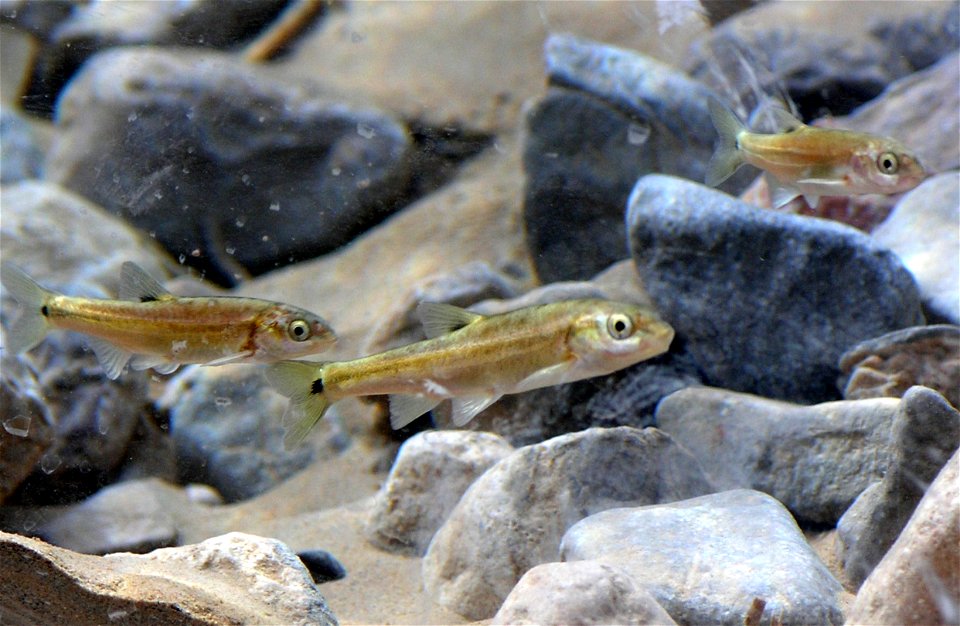 Image title: * Endemic cyprinid fish at the Desert National Wildlife Refuge Complex, in southern Nevada, United States. An IUCN Critically endangered species. Image from Public domain images website, photo
