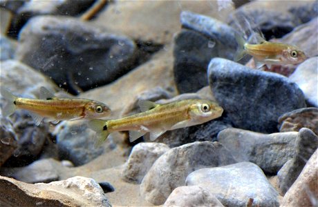 Image title: * Endemic cyprinid fish at the Desert National Wildlife Refuge Complex, in southern Nevada, United States. An IUCN Critically endangered species. Image from Public domain images website, photo