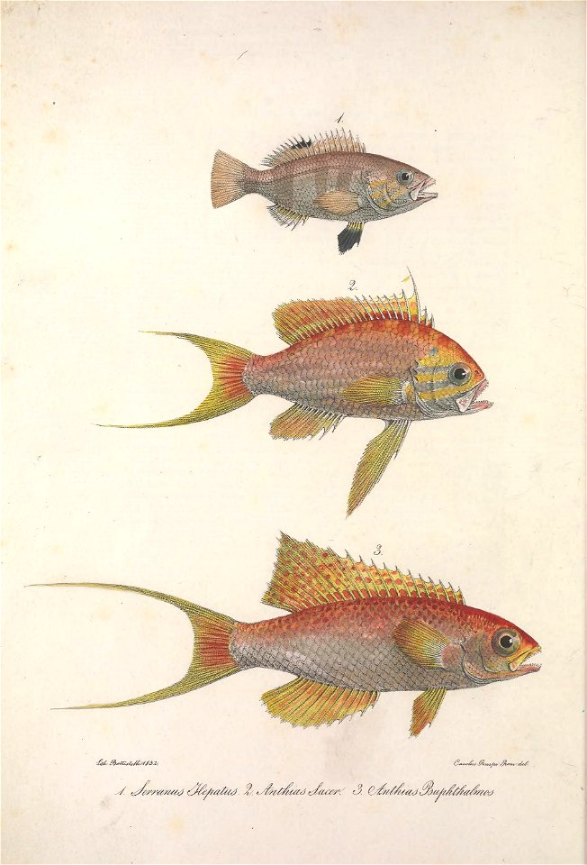Iconografia della fauna italica
Roma :Tip. Salviucci,1832-1841.

biodiversitylibrary.org/page/47089272