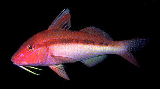 Upeneichthys lineatus (Blue-lined goatfish)