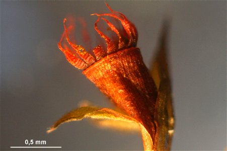 Schistidium trichodon
