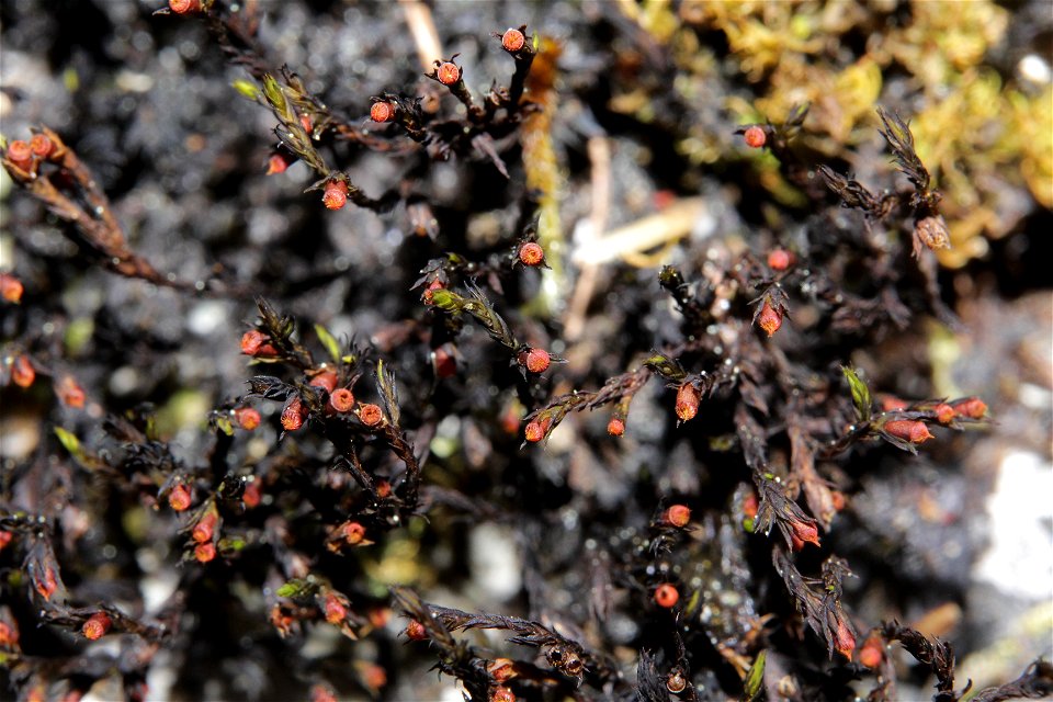Schistidium trichodon