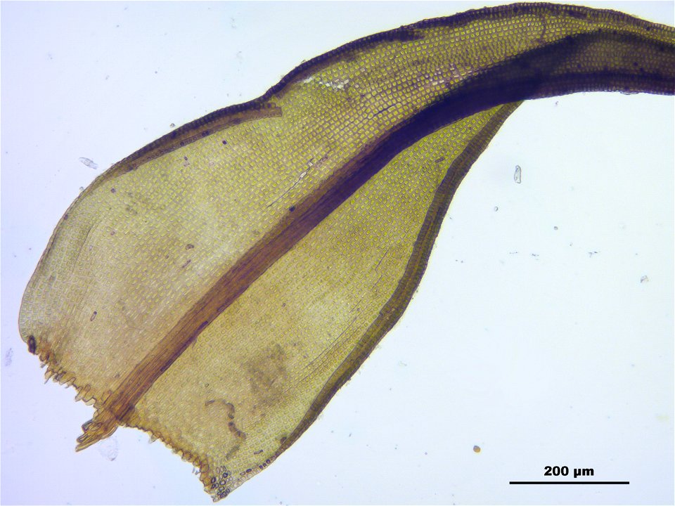 Schistidium trichodon