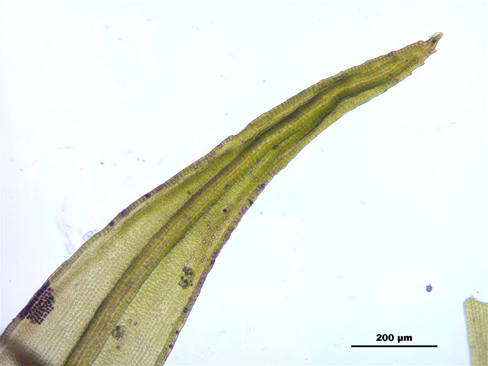 Schistidium trichodon
